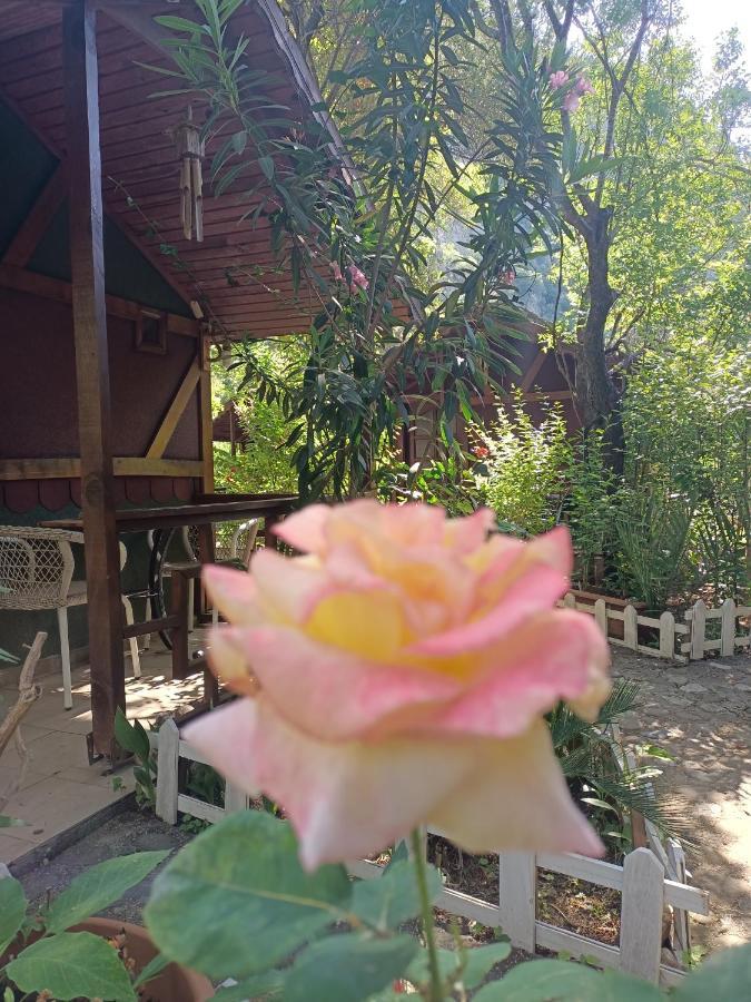 Canario Bungalows Çıralı Eksteriør billede